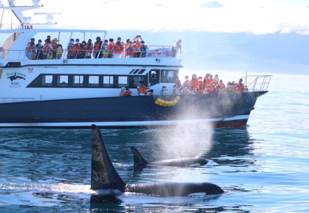 Whale, dolphin, orca, and bird watching- see the sea creatures of Rausu on an ocean cruise!