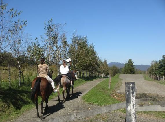 Forest horse trekking in Furano- perfect even for beginners!