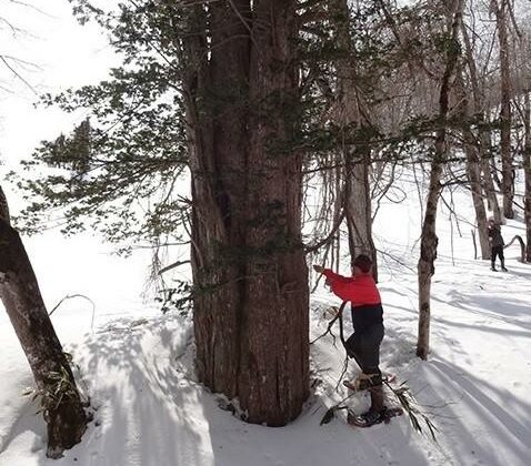 Giant Tree Watching Snowshoe Tour in Kuromatsunai Utasai- Onko Trees