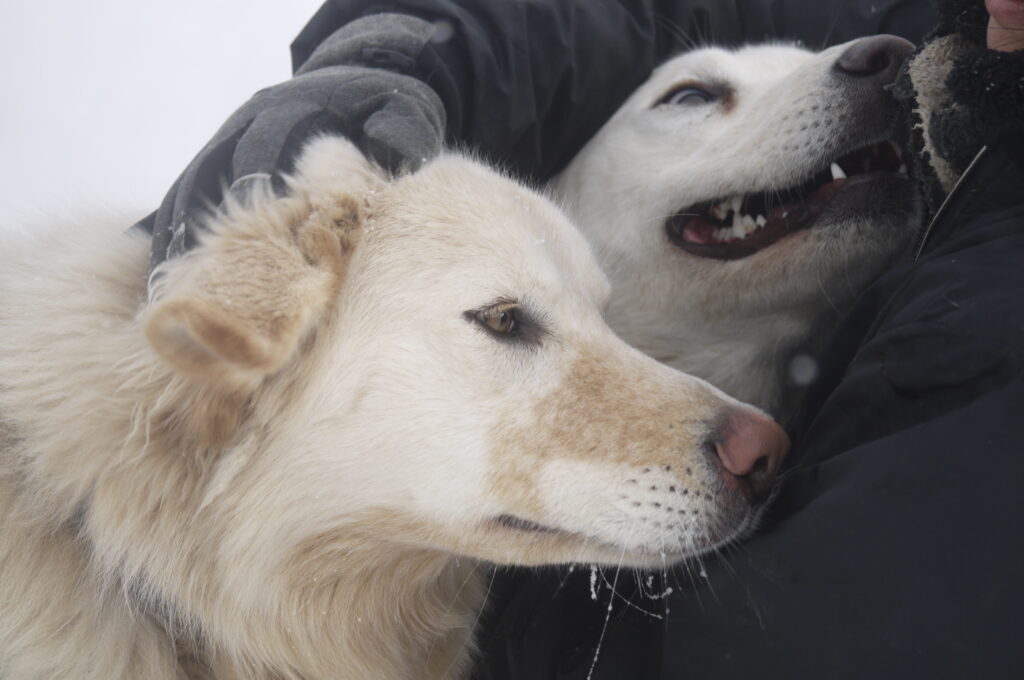 北海道の体験型観光アクティビティの予約サイト
