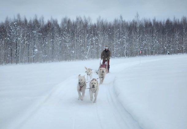 🐾 Escape the Ordinary: Dog Sled and Relax at Hokkaido's Farm Inn Tonto