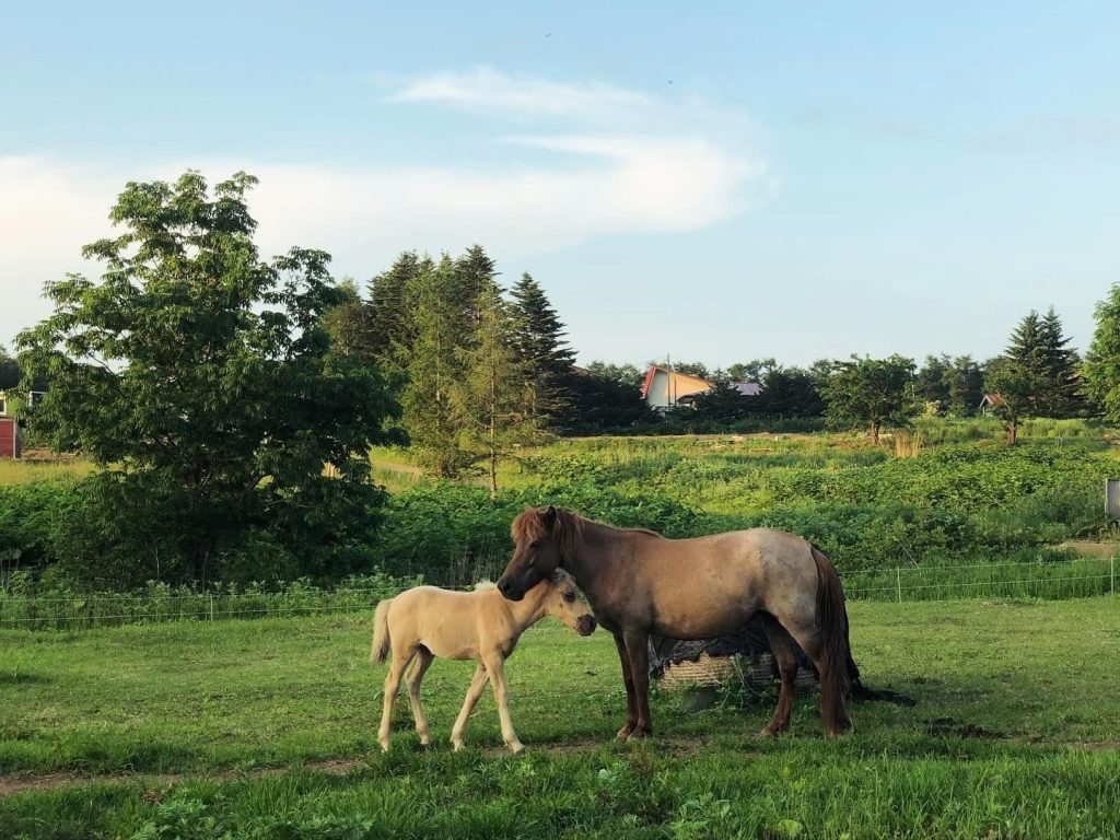 北海道の体験型観光アクティビティの予約サイト