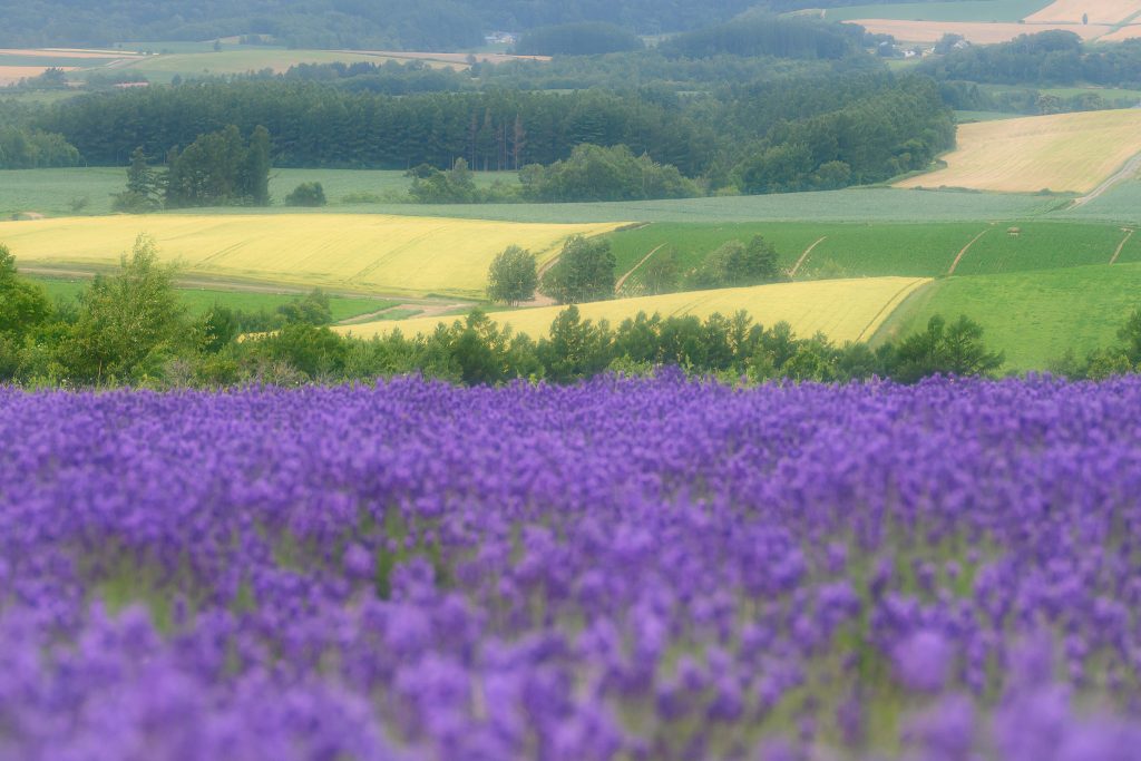 北海道の体験型観光アクティビティの予約サイト