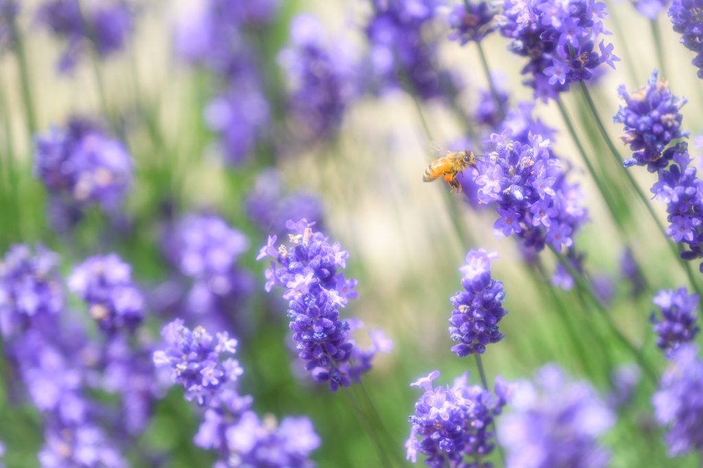 北海道の体験型観光アクティビティの予約サイト