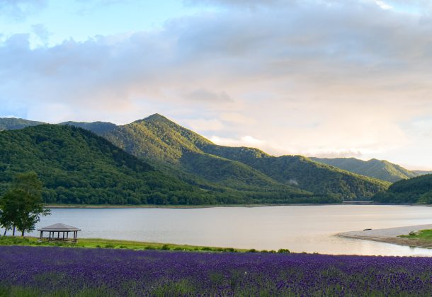 The secret lavender fields of Furano- a private tour away from the crowds