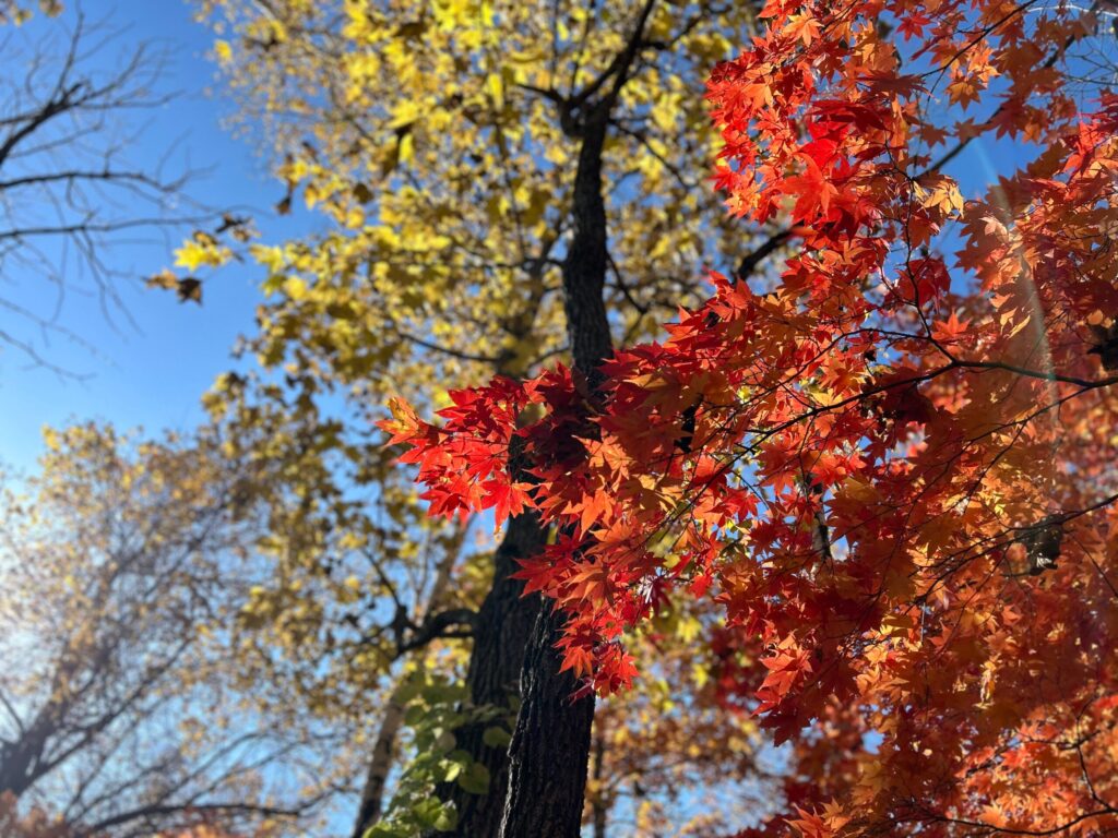 北海道の体験型観光アクティビティの予約サイト